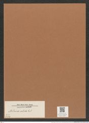 Melosira solida Eul. (de-Toni-Nr.: Genus 213, Species 5309) Zeichnungen Sammlung Grunow Mappe 05087 (Herbarium_W_Grunow_drawings_Folder_05087)
